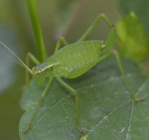 Réf. 253 345 : Leptophyes punctatissima